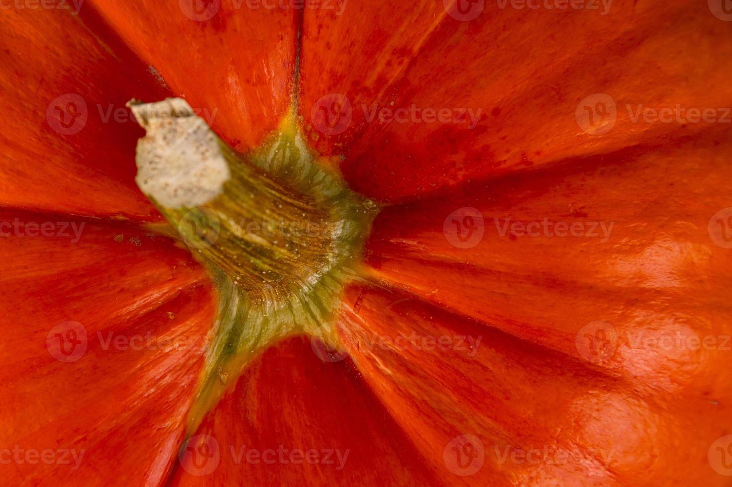 Orange pumpkin with stem, close-up, Autumn background. Thanksgiving Day. photo