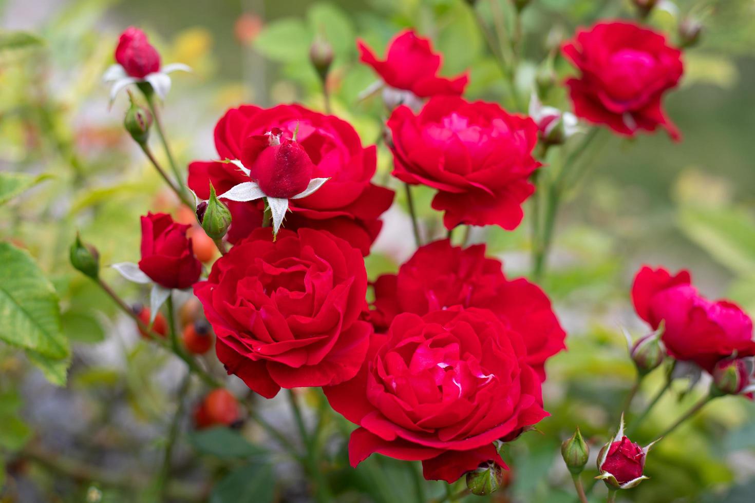 Red roses in a sunny garden photo