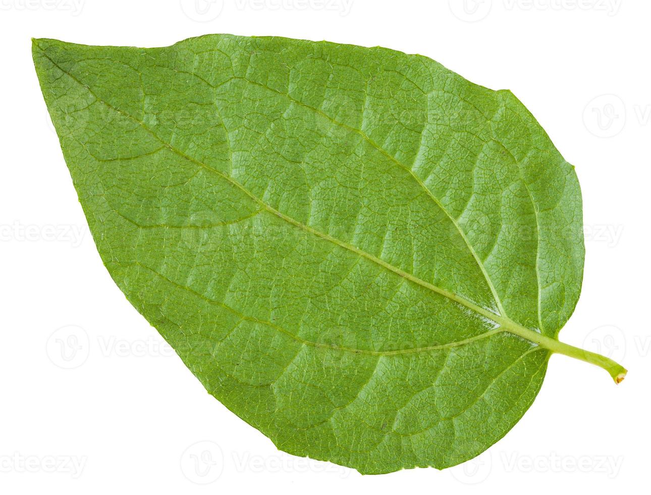 back side of green leaf of Honeysuckle Shrub photo