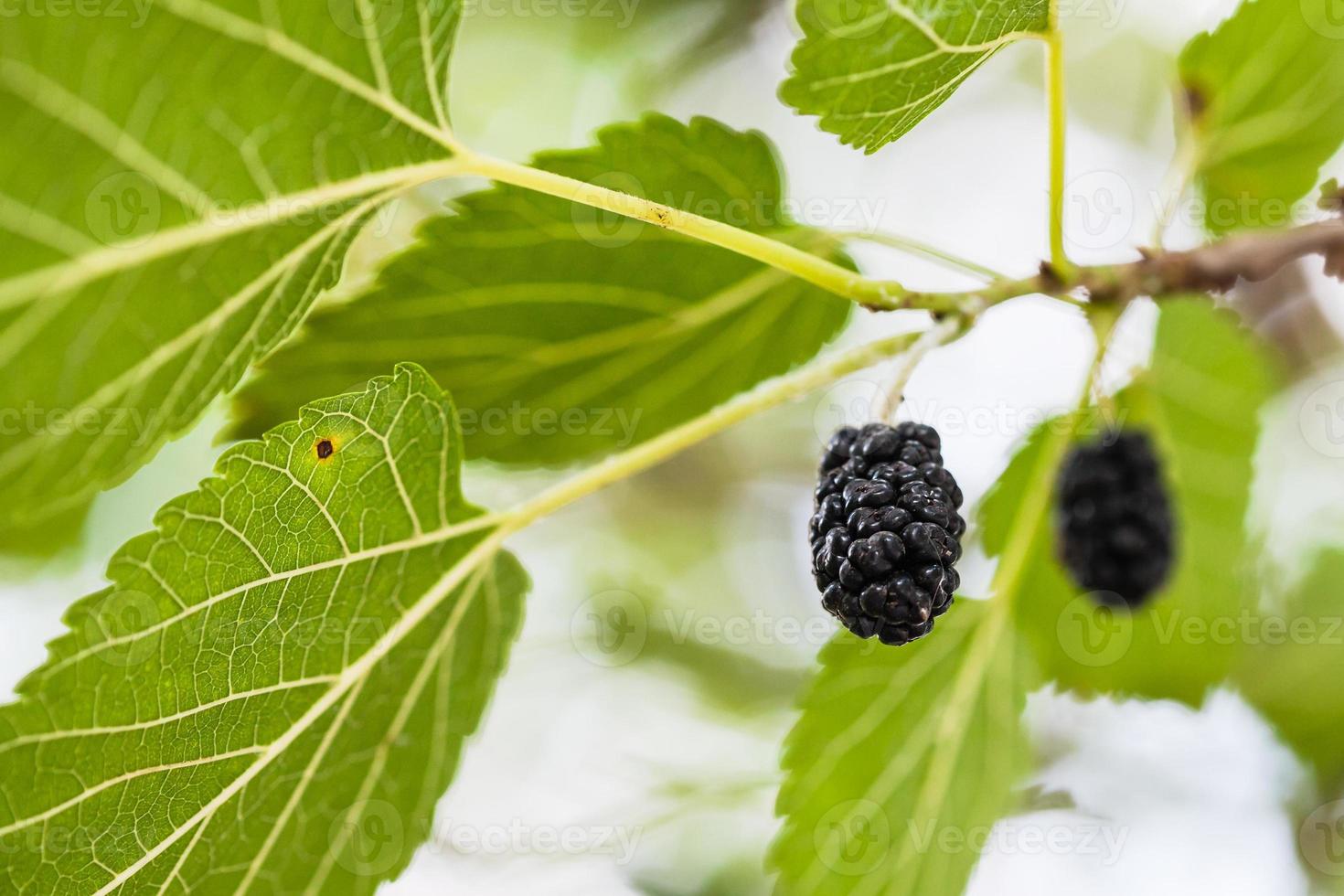 ripe black fruits on mulberry tree close up photo