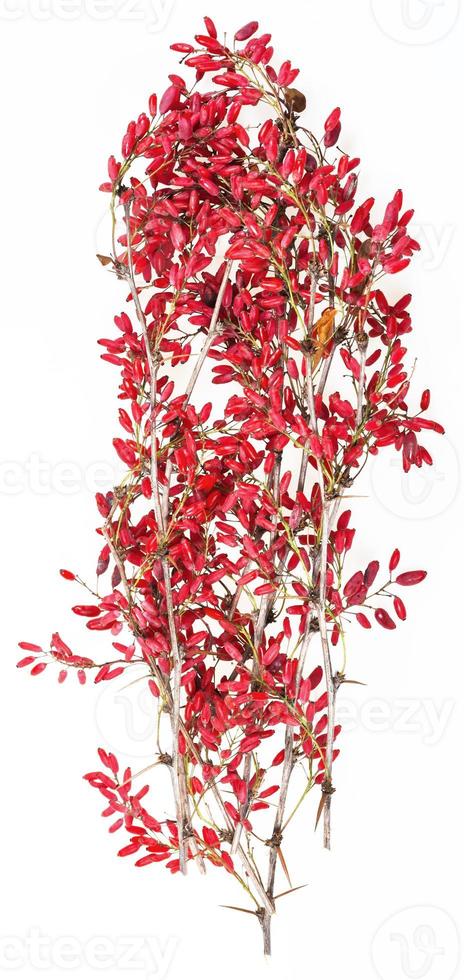 red berberis twig with ripe fruits photo
