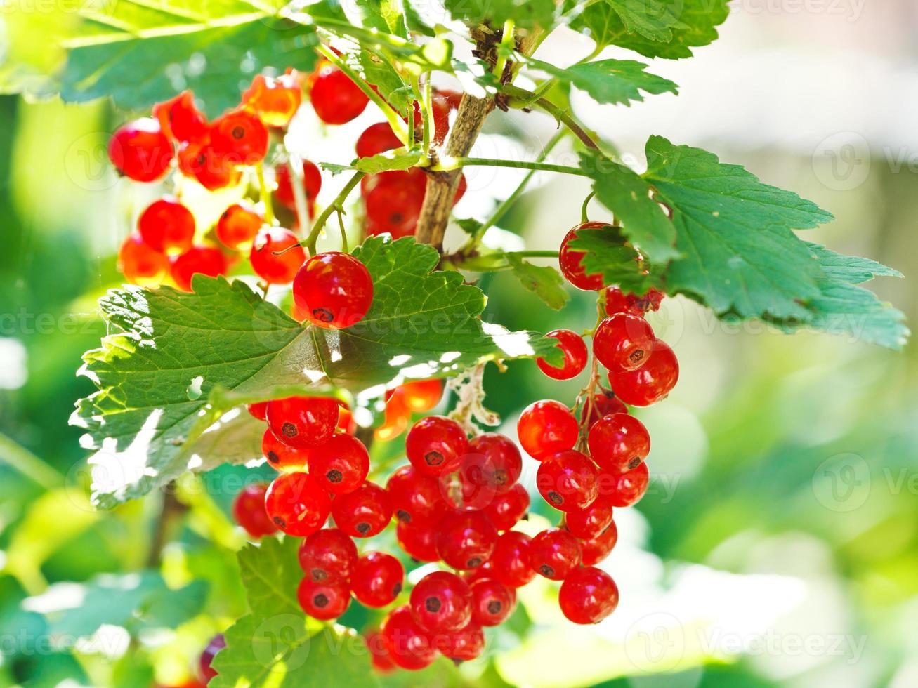 bunch of red currant berries close up photo
