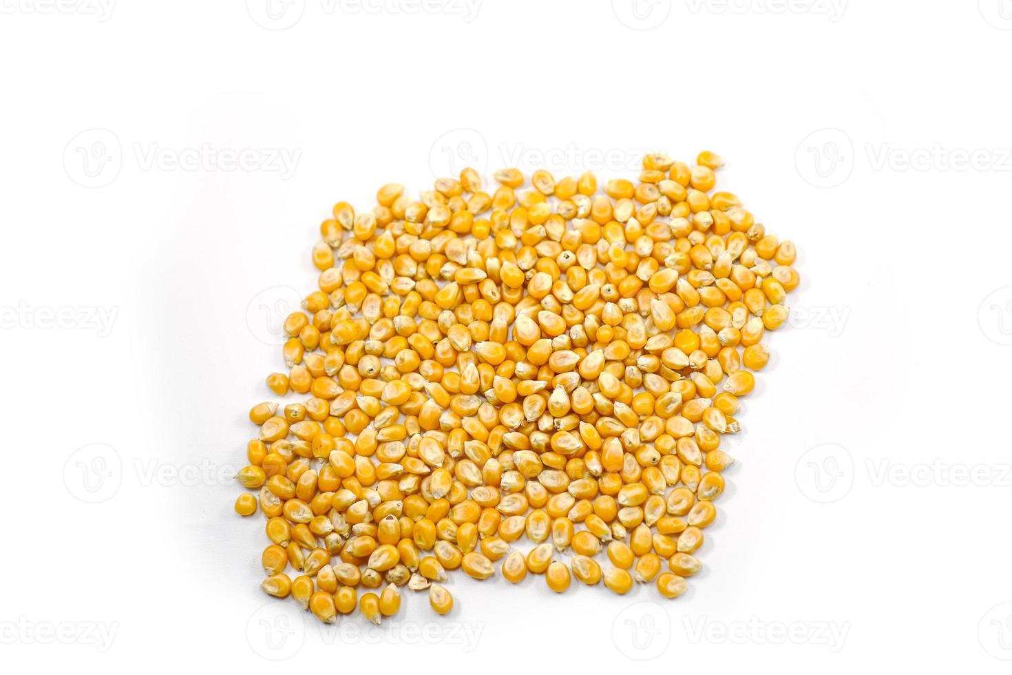 Mushroom corn kernel type used to make popcorn photo