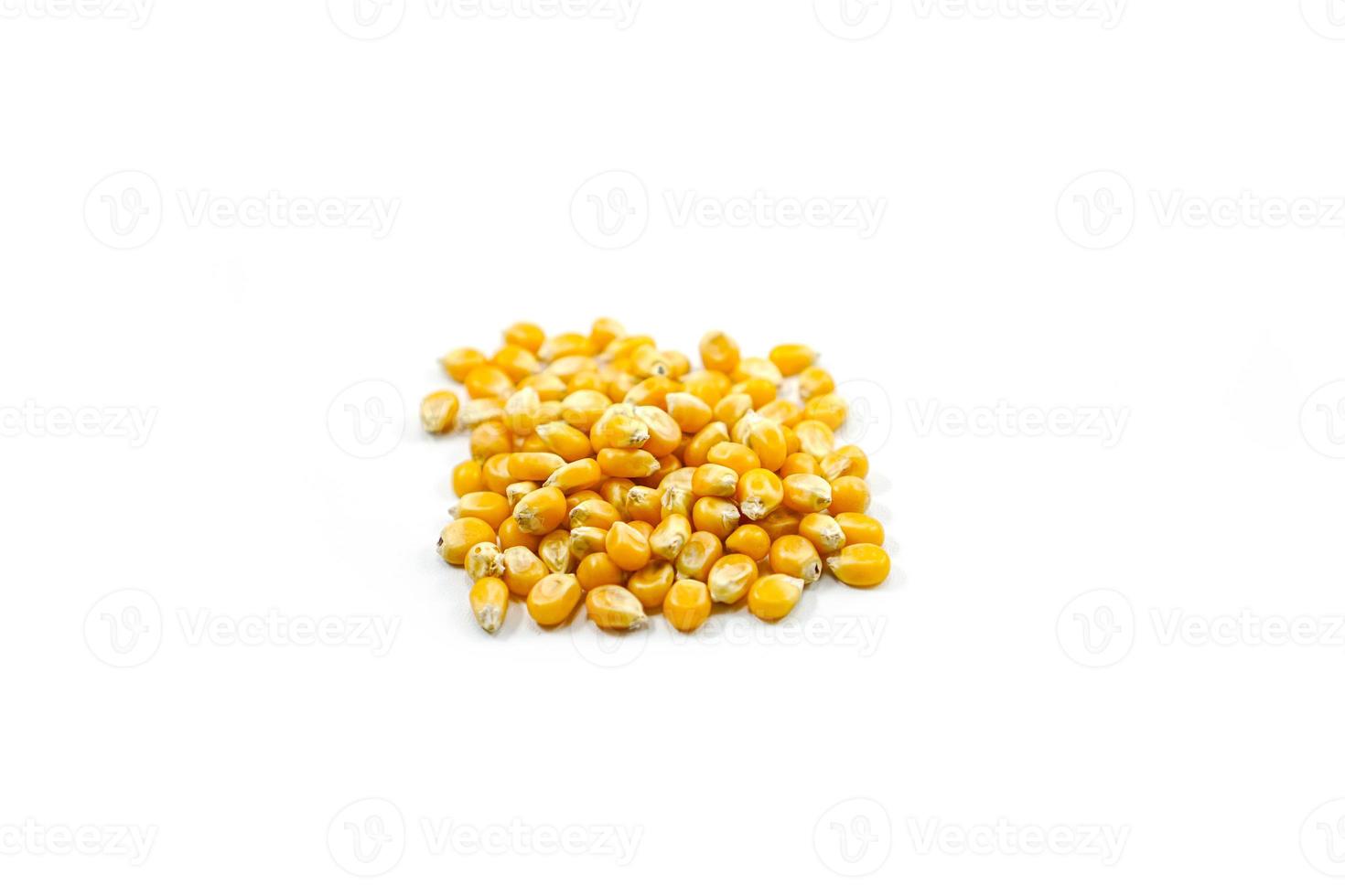 Mushroom corn kernel type used to make popcorn photo