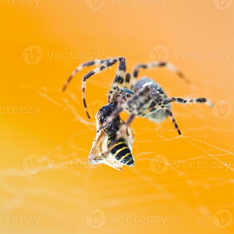 Araneus spider eats wasp photo