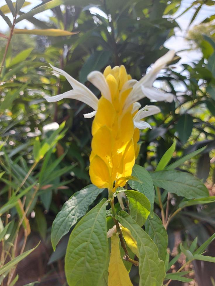 primer plano de hermosas flores de pachystachys lutea en el jardín