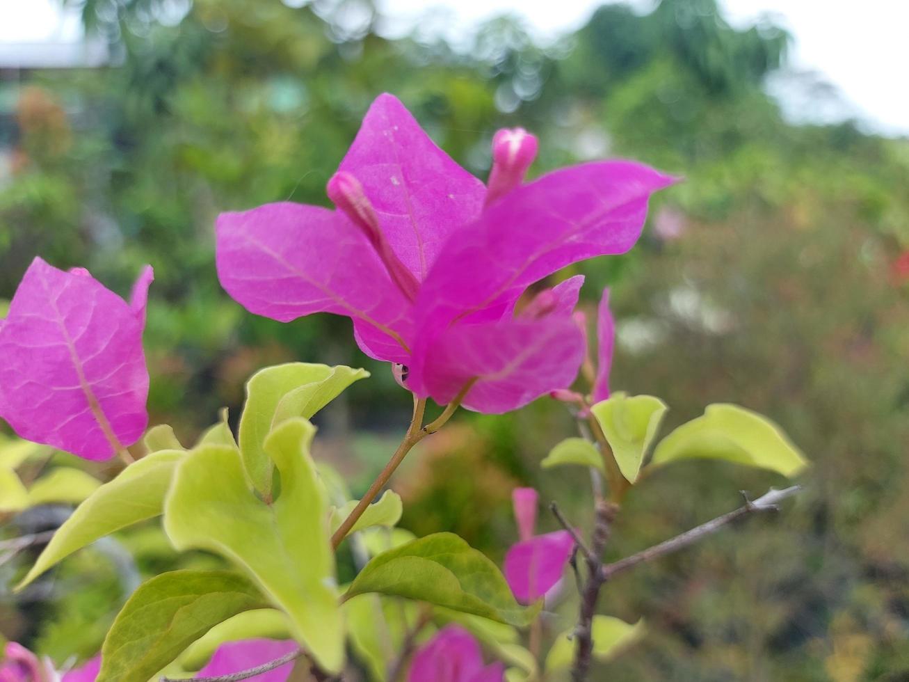 Close-up of beautiful colorful paper flowers in garden on blurred background. The Latin name is bougainvillea glabra. Ornamental plants in the yard. Used for nature backgrounds. photo