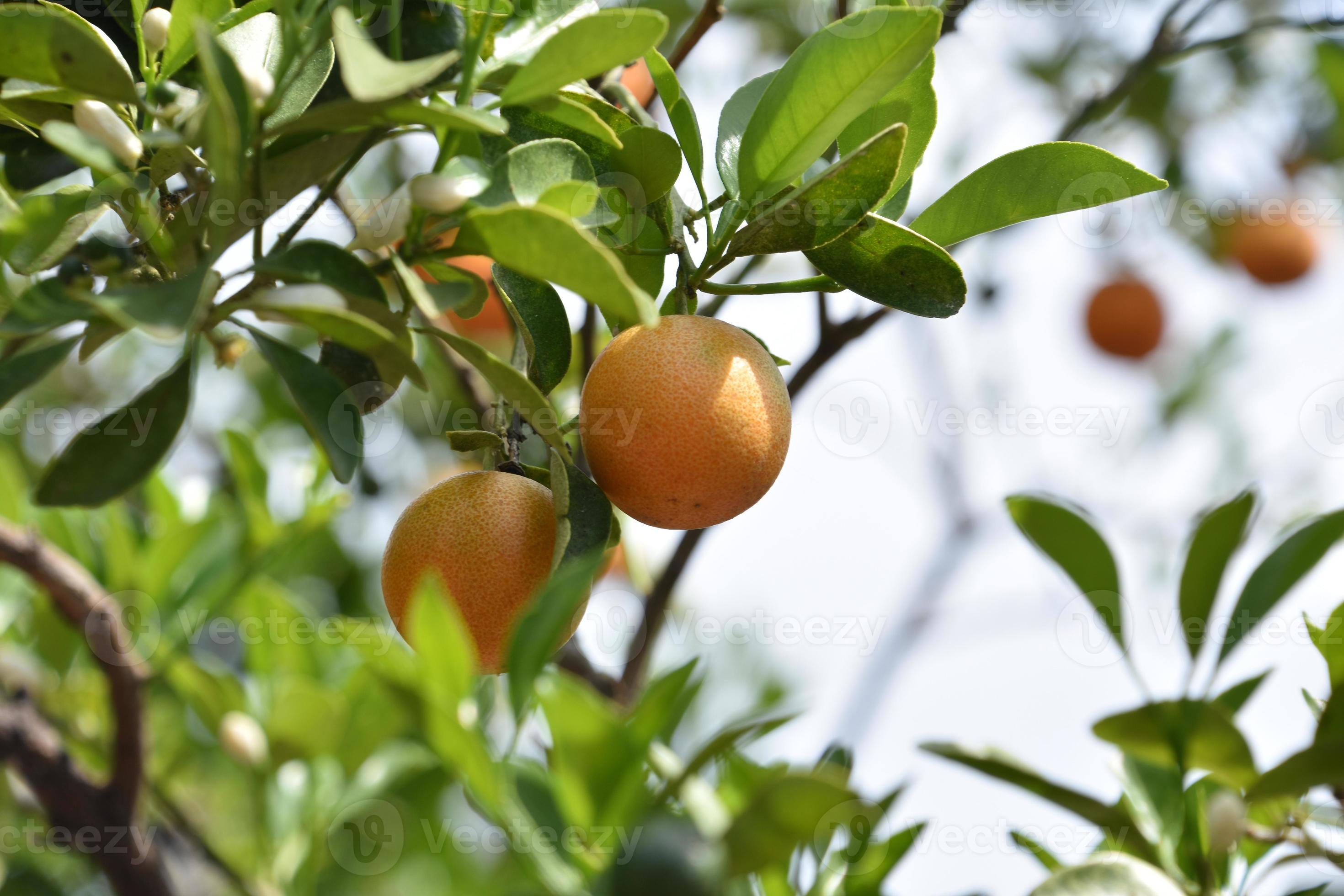 Amazing Ripening Calamondin Fruit on a Tree 12042857 Stock Photo at Vecteezy