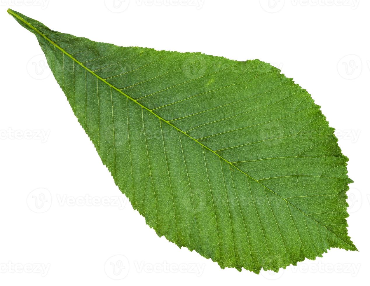 Aesculus horse chestnut green leaf isolated photo