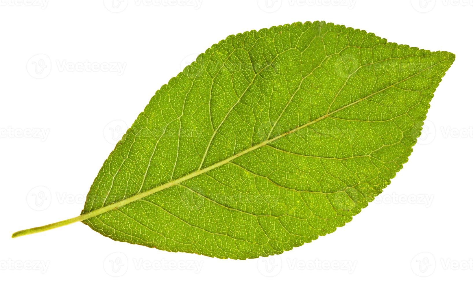 back side of plum tree green leaf photo