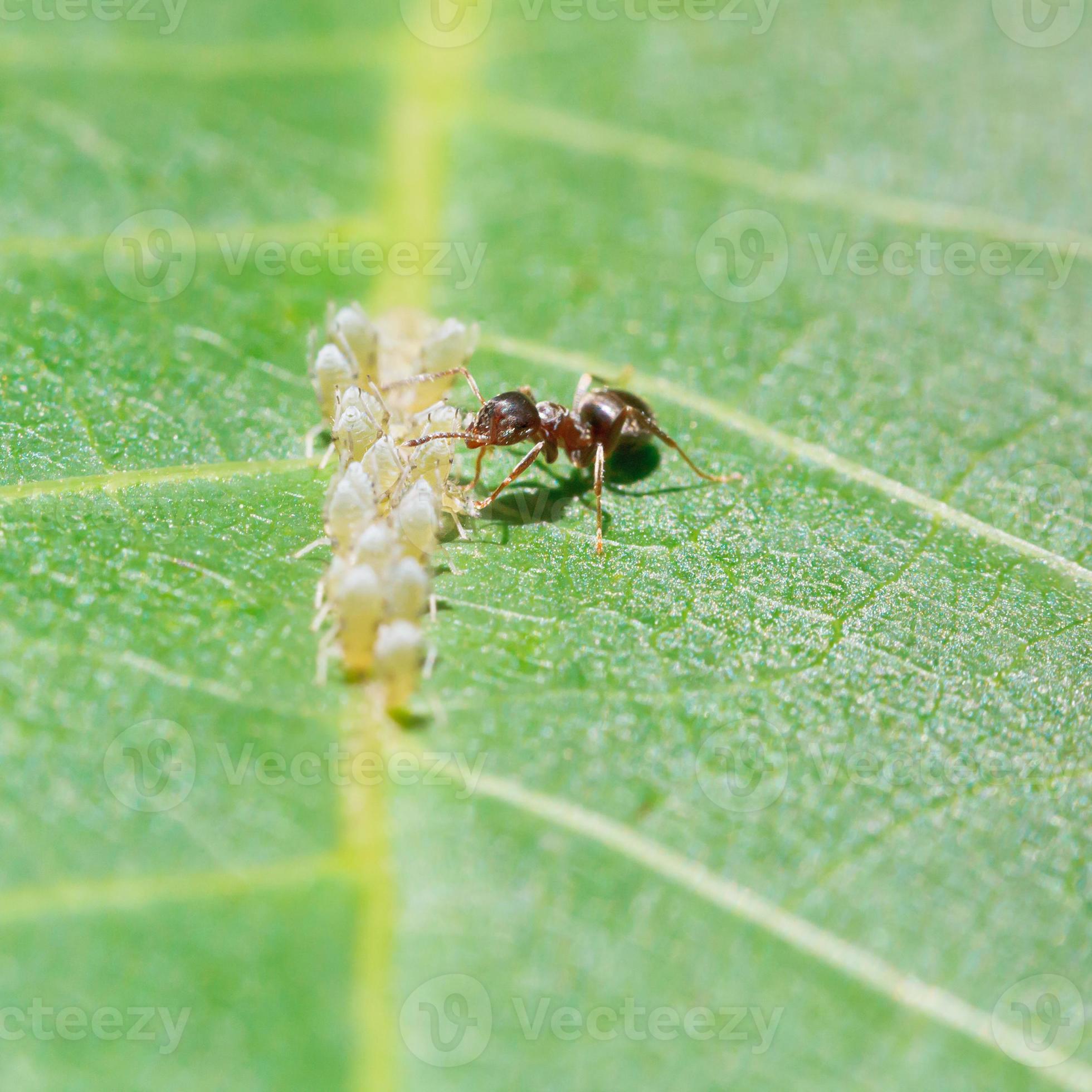 ant collects honeydew from aphids group on leaf 12043010 Stock Photo at