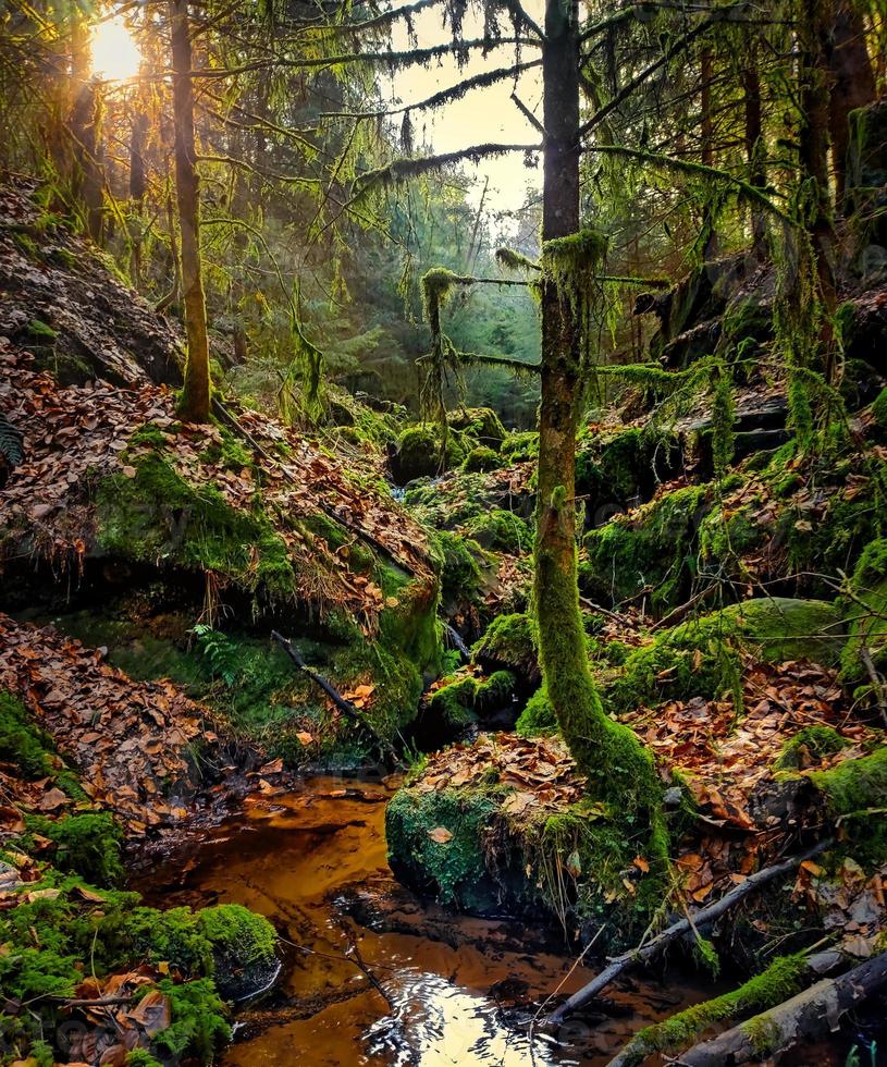 Small valley in the forest photo