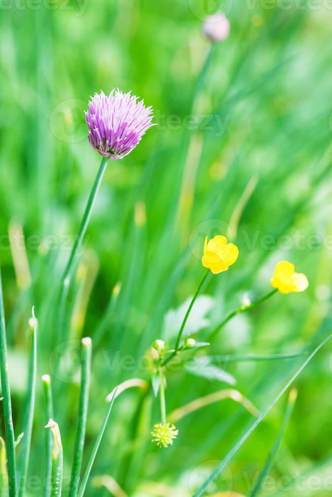 pink flower of chives herb close up photo