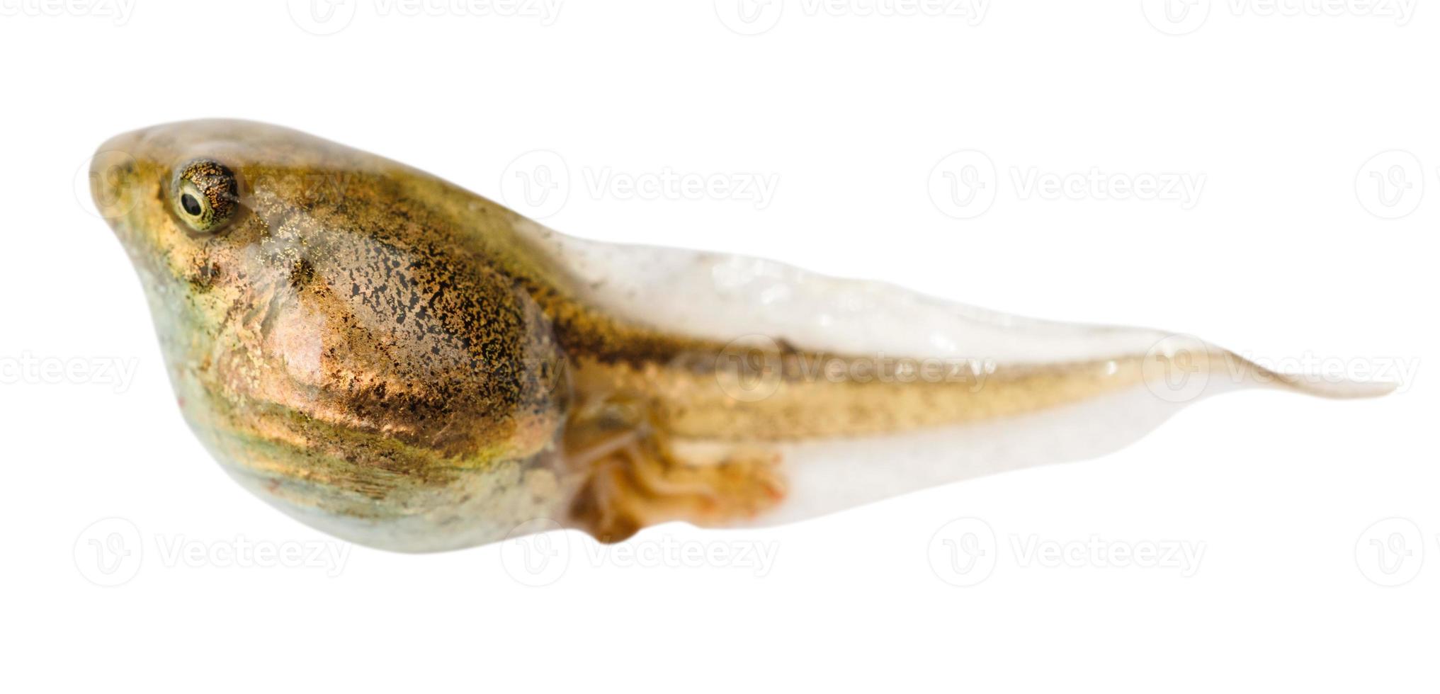 tadpole of frog close up isolated on white photo