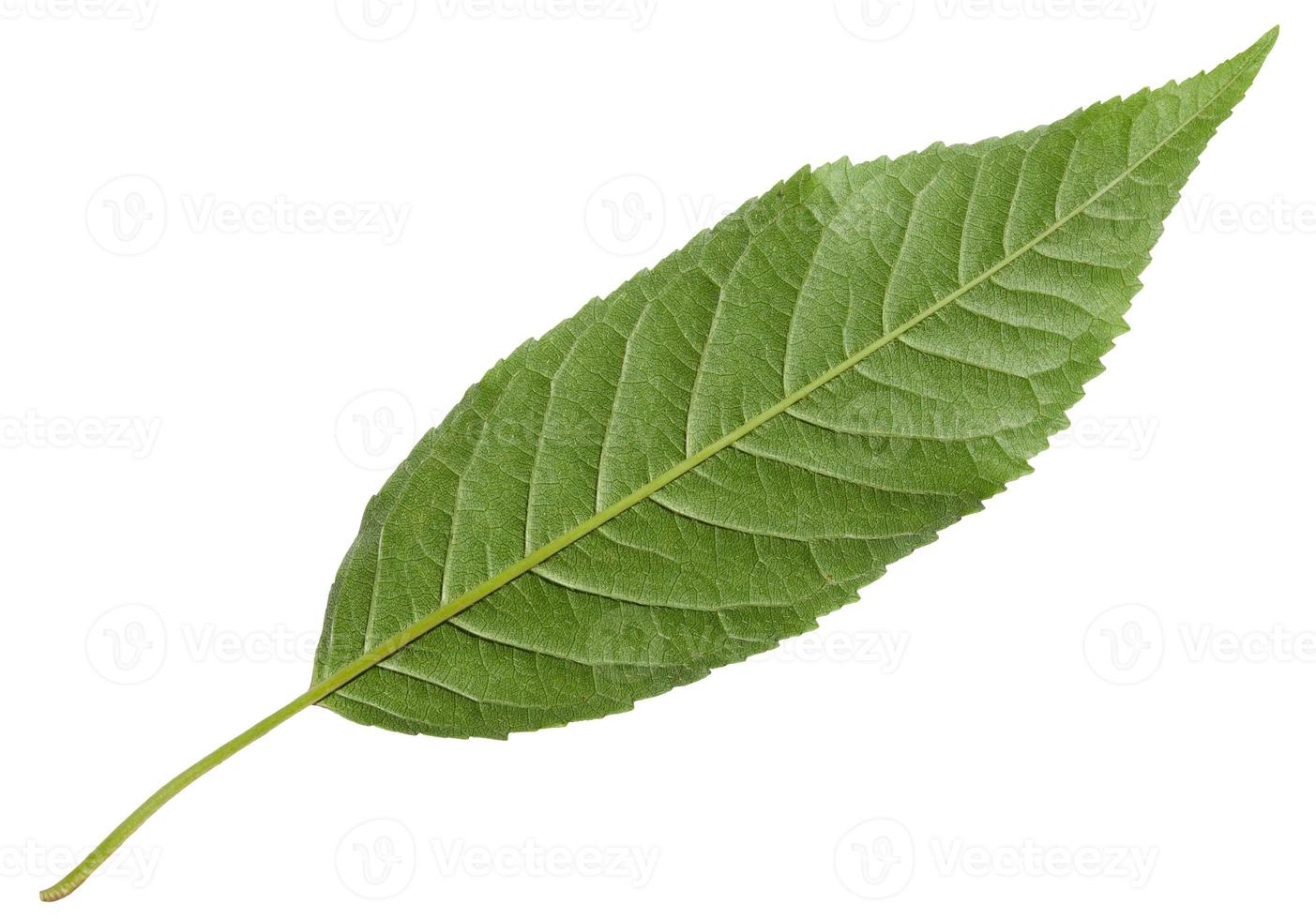 back side of green leaf of Wild cherry tree photo