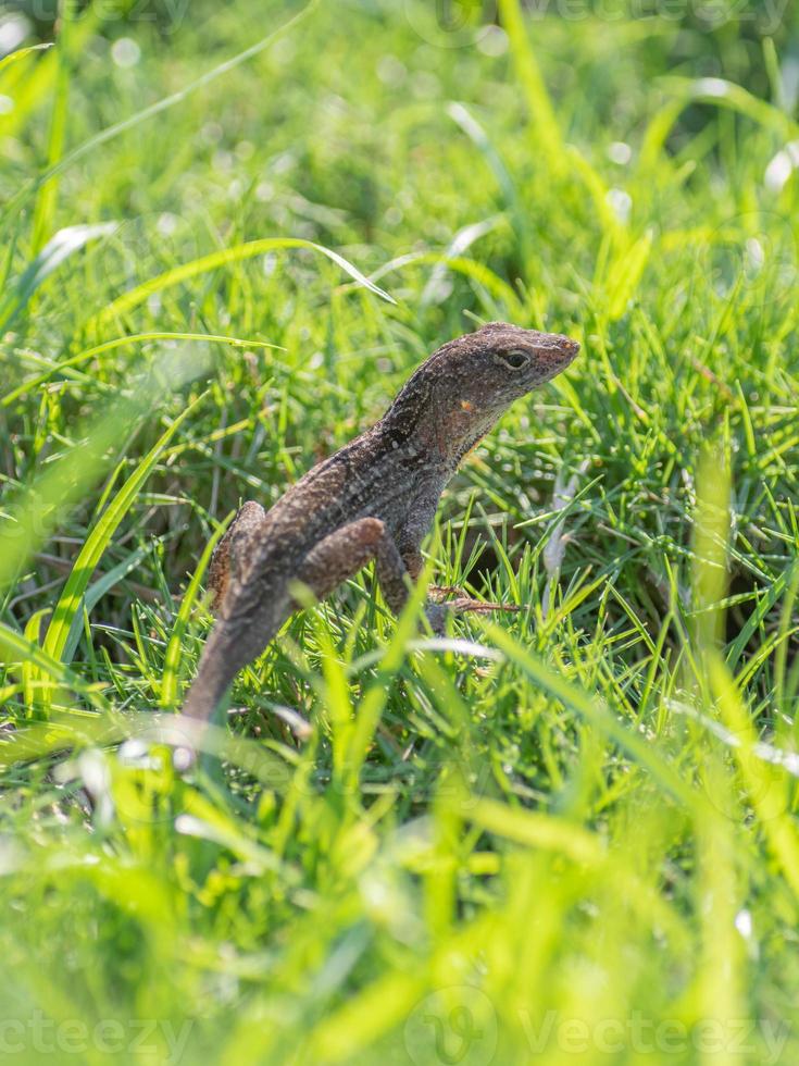 Close up of a cuban brown anole lizard on a sunny day. photo
