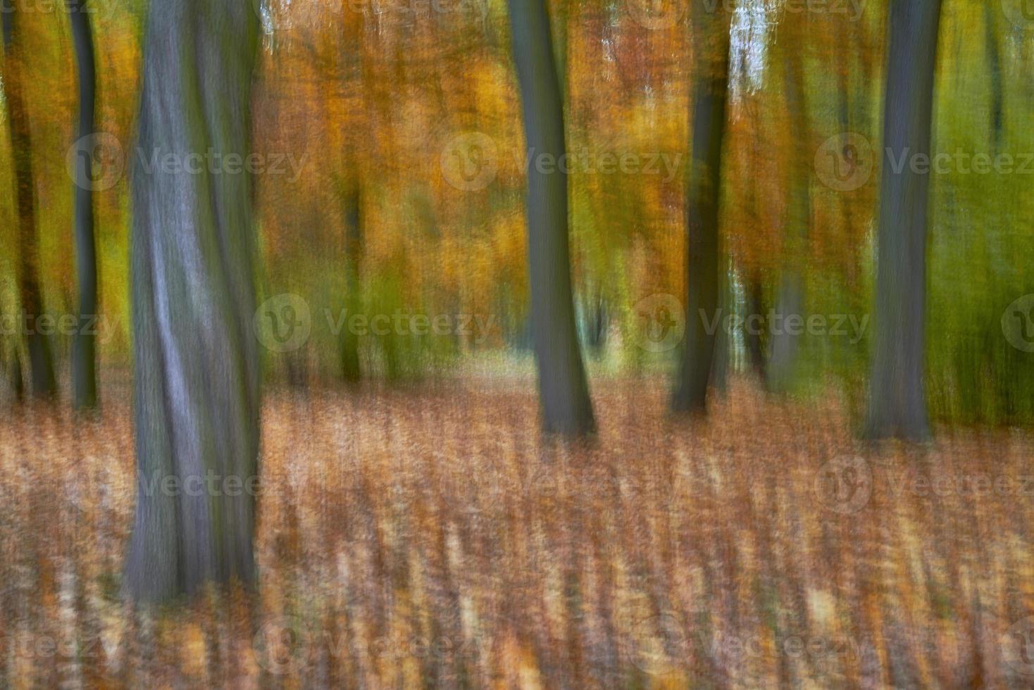 Trees in the park photo