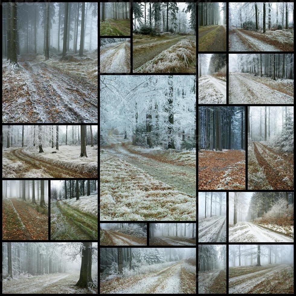 Forest roads kolase photo
