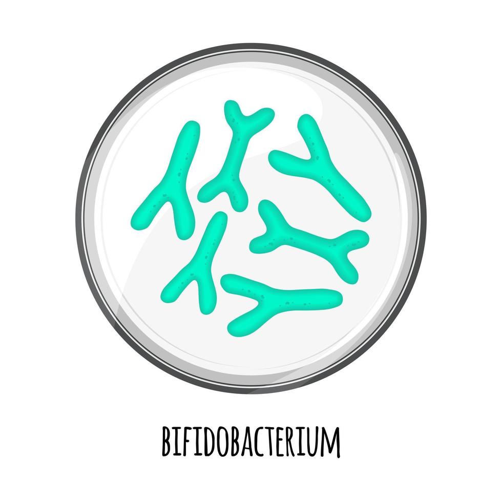 The human microbiome of bifidobacterium in a petri dish. Vector image. Bifidobacteria, lactobacilli. Lactic acid bacteria. Illustration in a flat style.