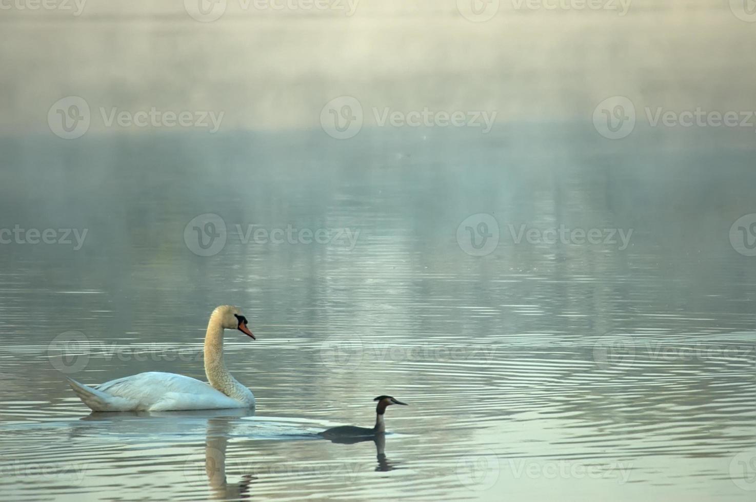 Swan the morning pond photo