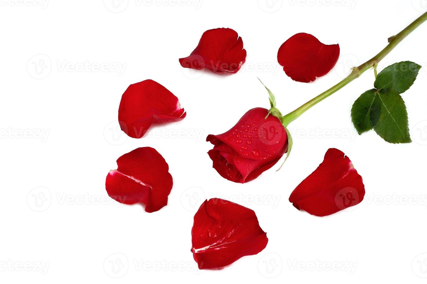 Red rose and petals photo