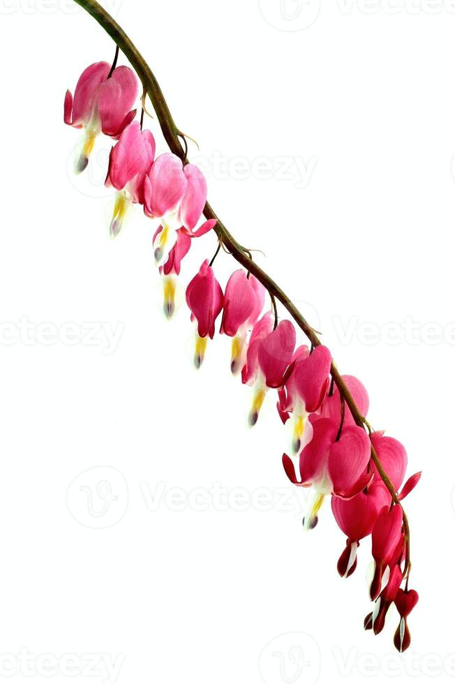 Bleeding heart flowers photo