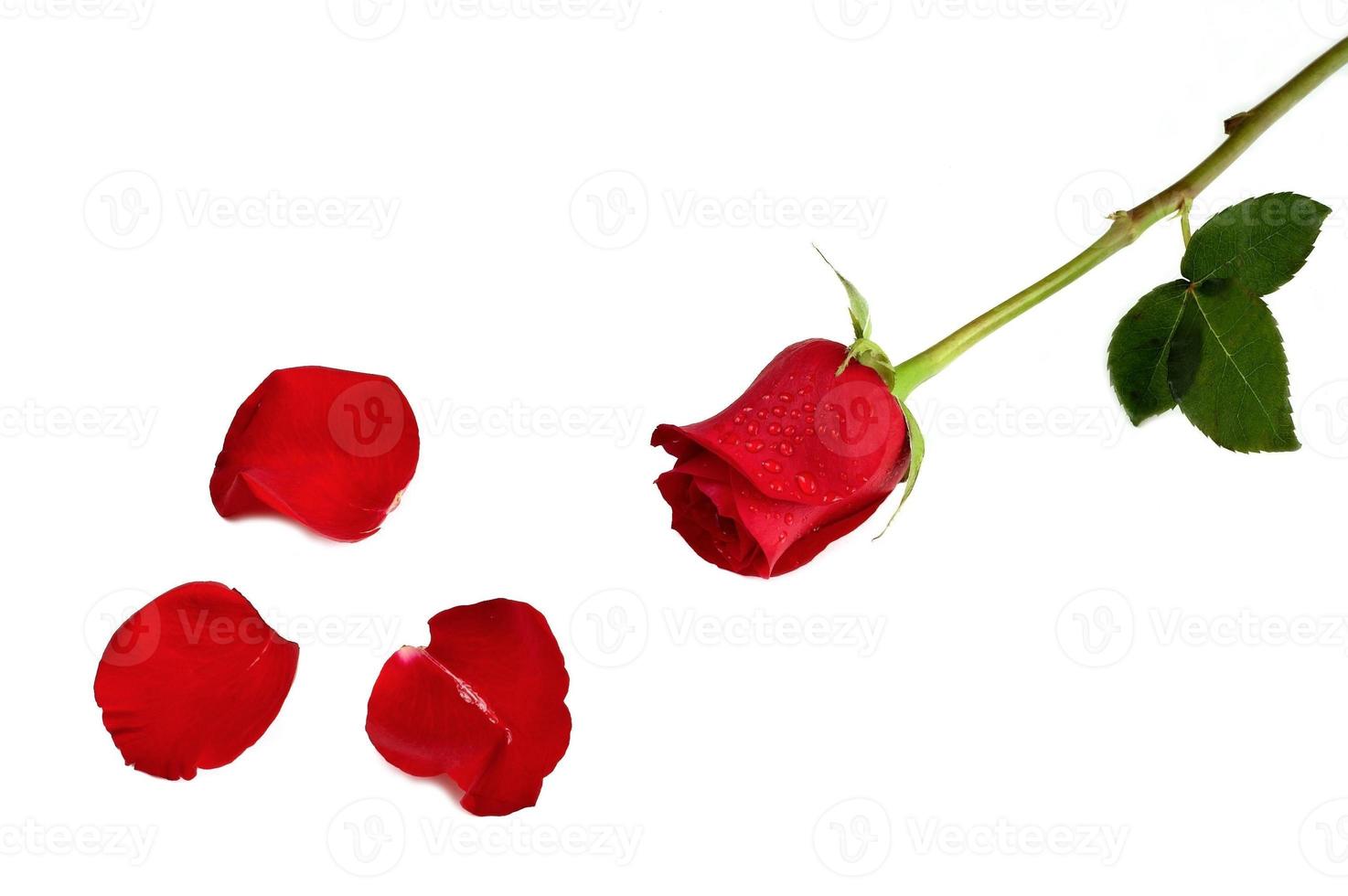 Red rose and petals photo