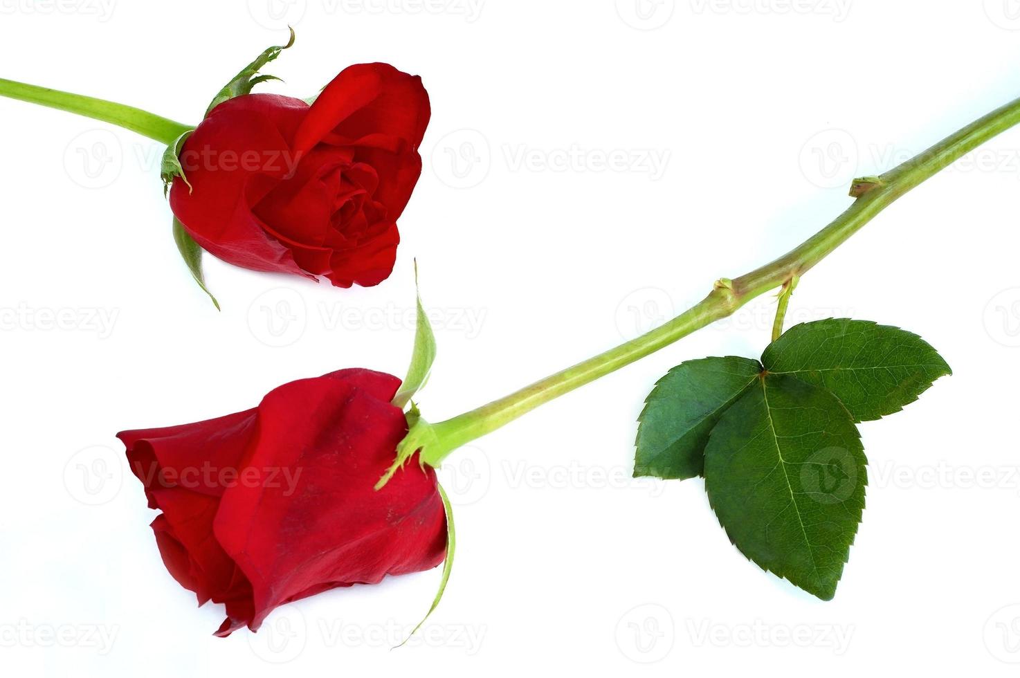 Two red roses photo