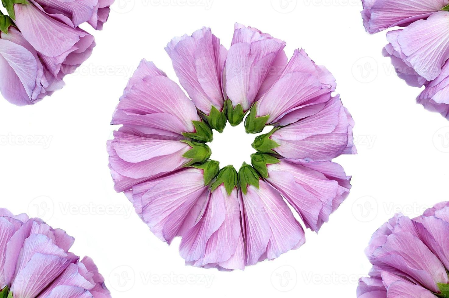 Beautiful hibiscus flowers photo