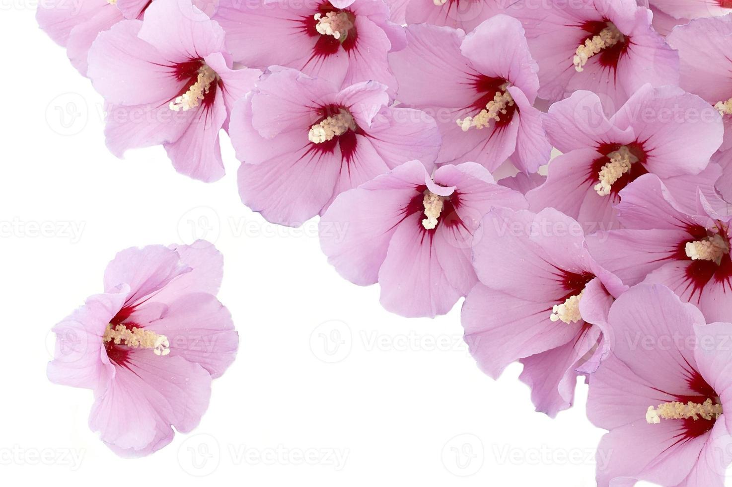 Beautiful hibiscus flowers photo