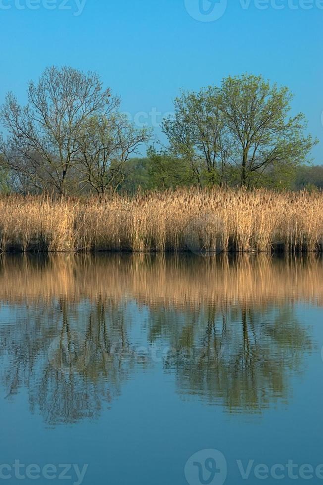 At the pond photo