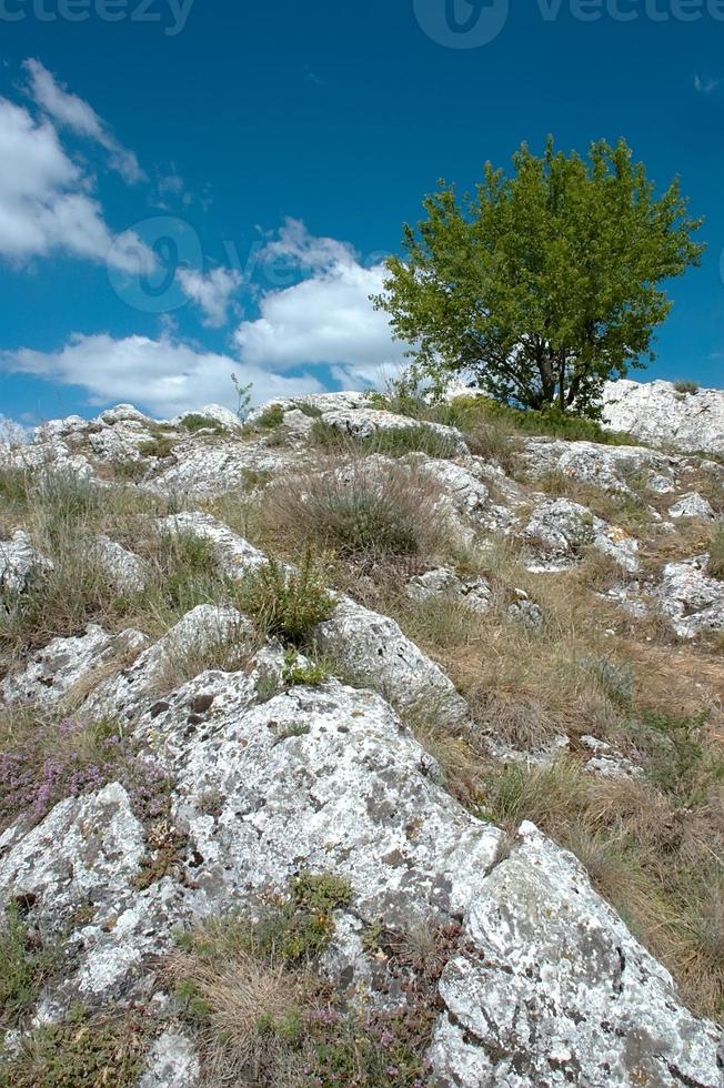 un árbol solitario foto