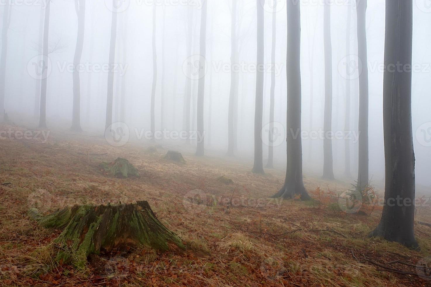Beechwood and fog photo