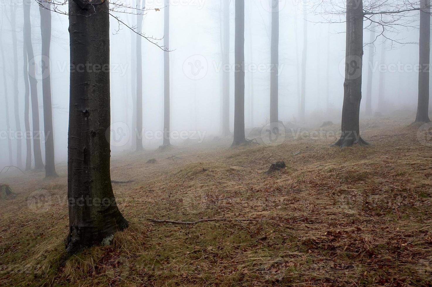 Beech wood in forest photo