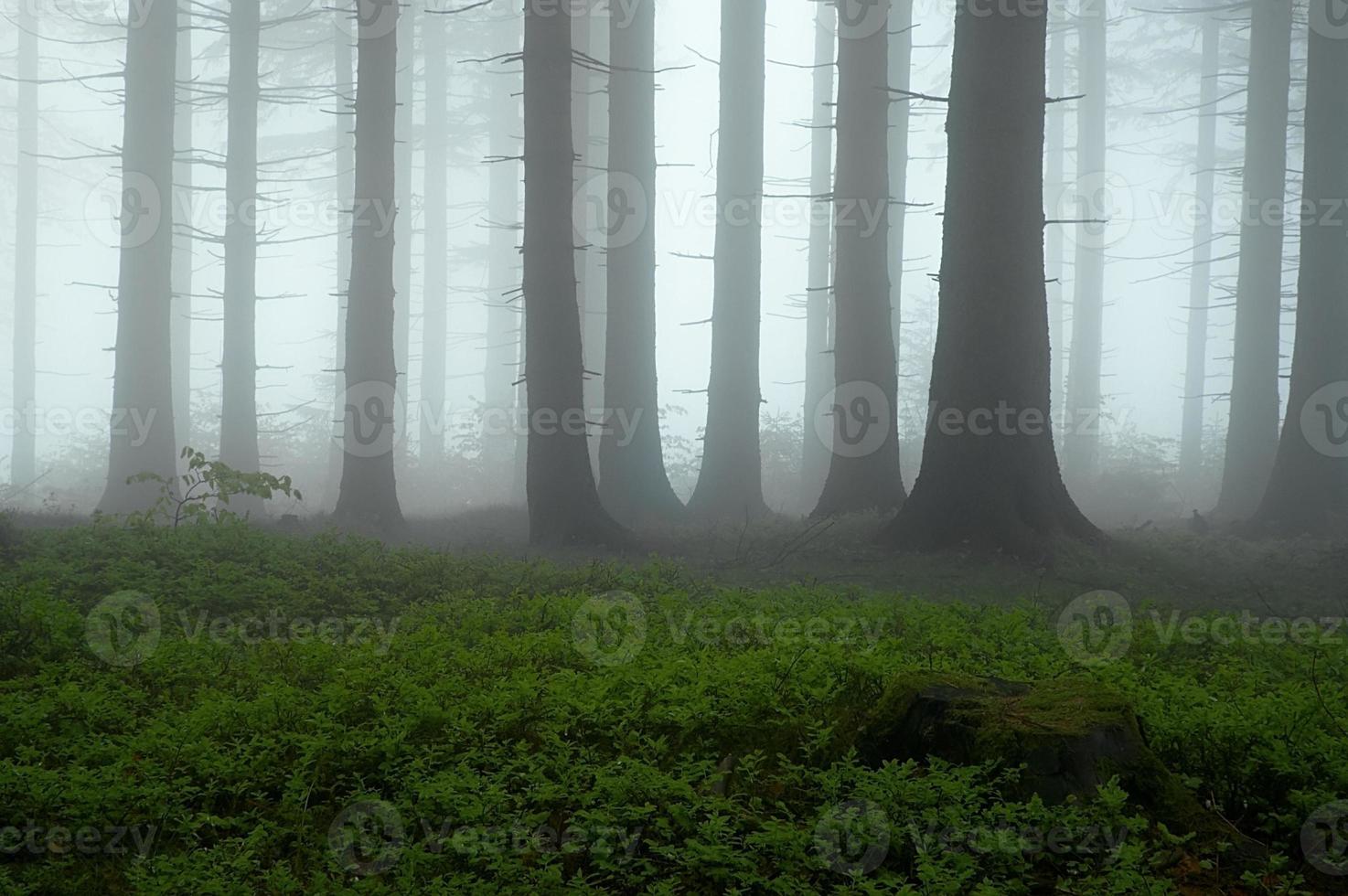 en el bosque de abetos foto