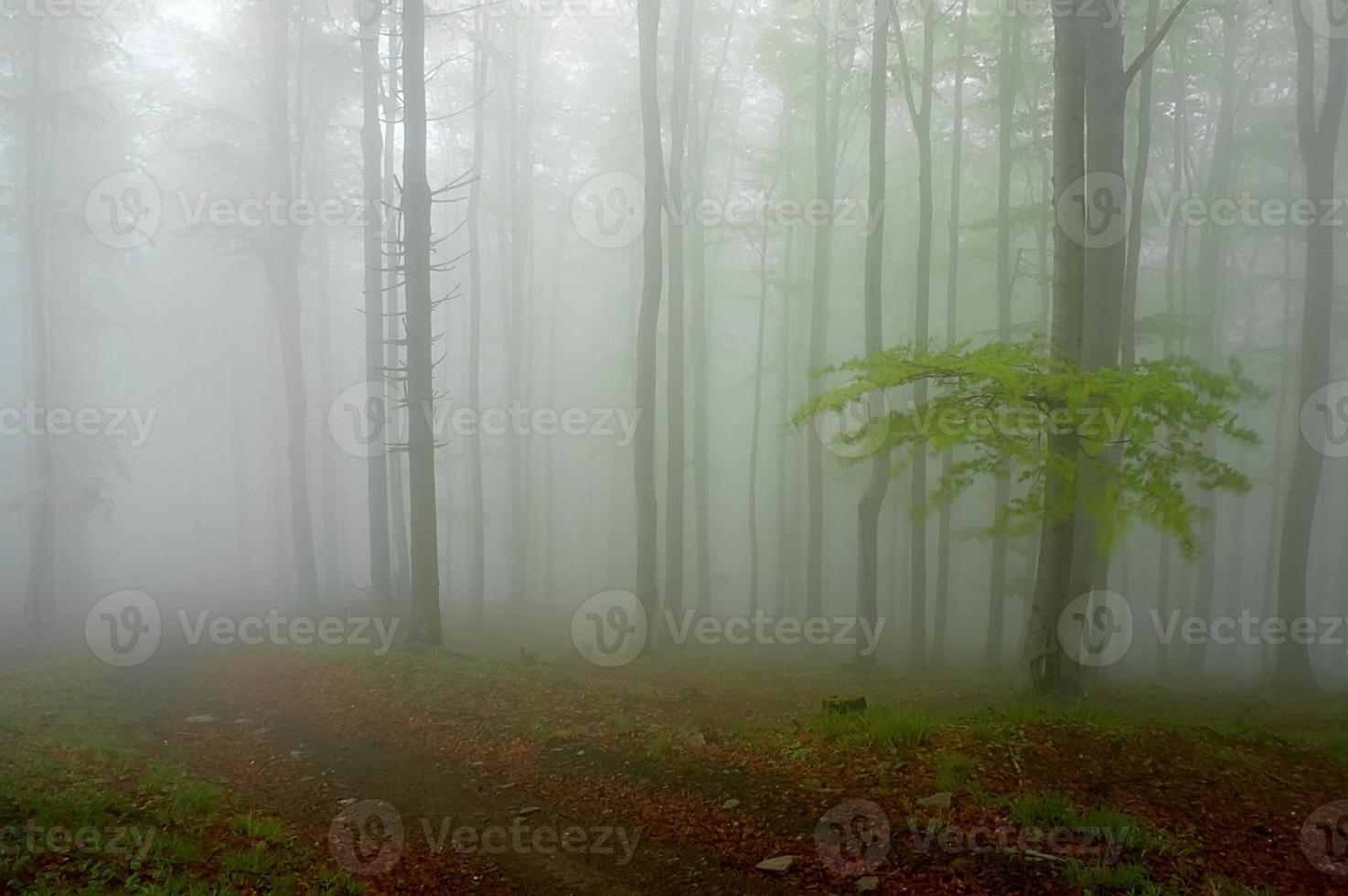 Beechwood in forest photo