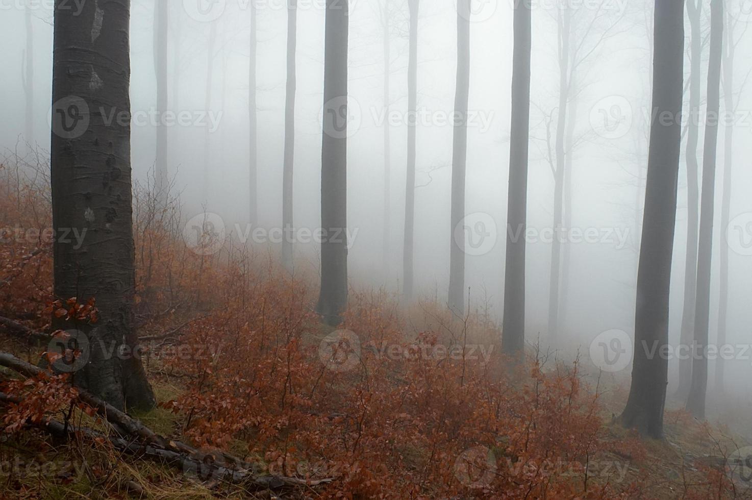 Beechwood and fog photo