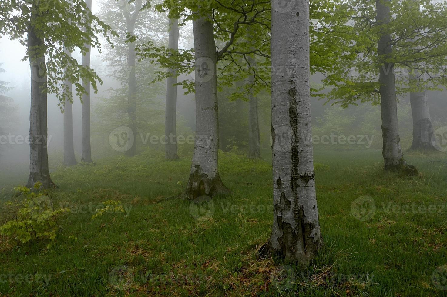 Beechwood in forest photo