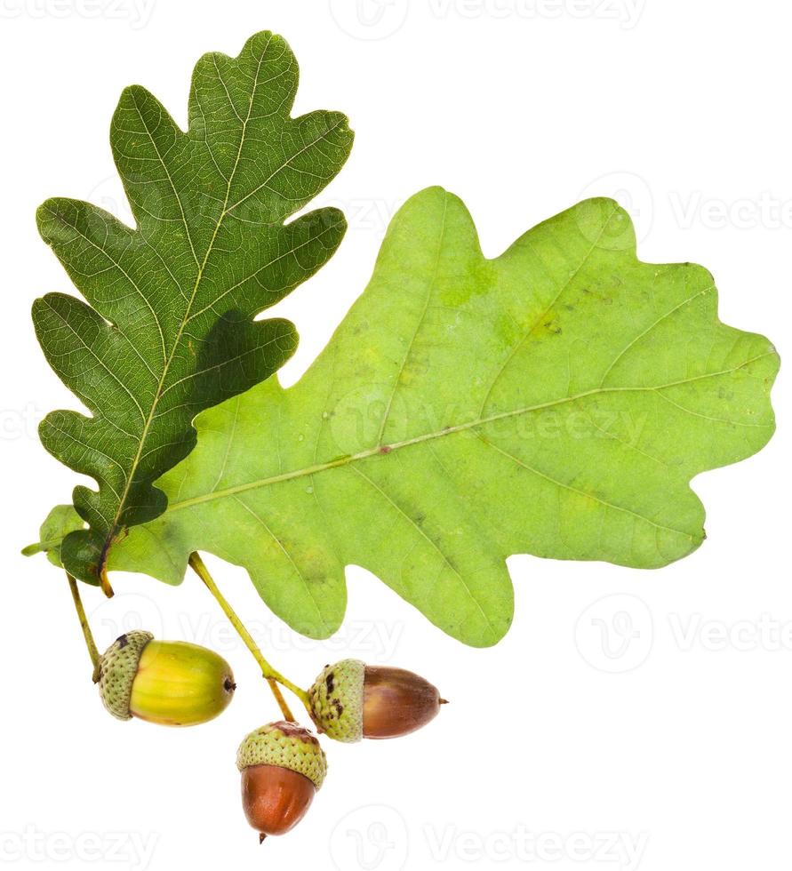 oak leaves and acorns isolated photo