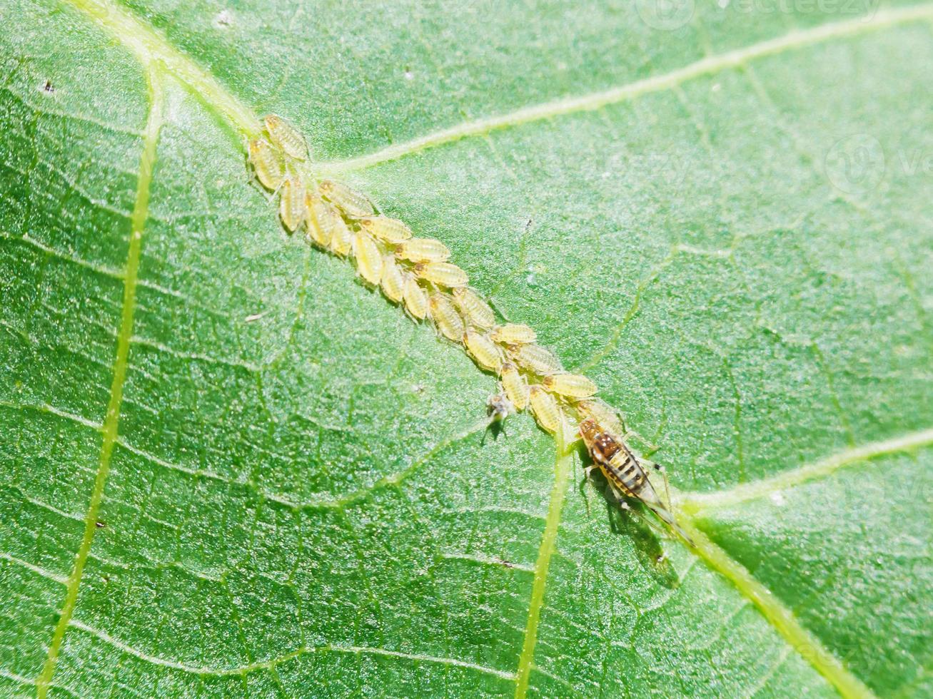 aphids group on leaf close up photo
