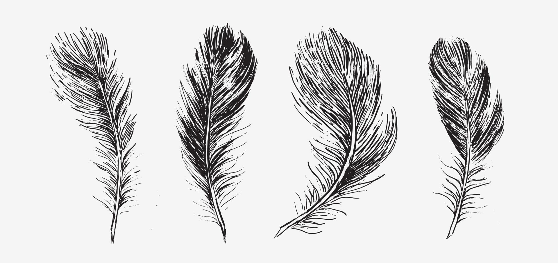 Feathers. Hand drawn sketch illustrations. vector