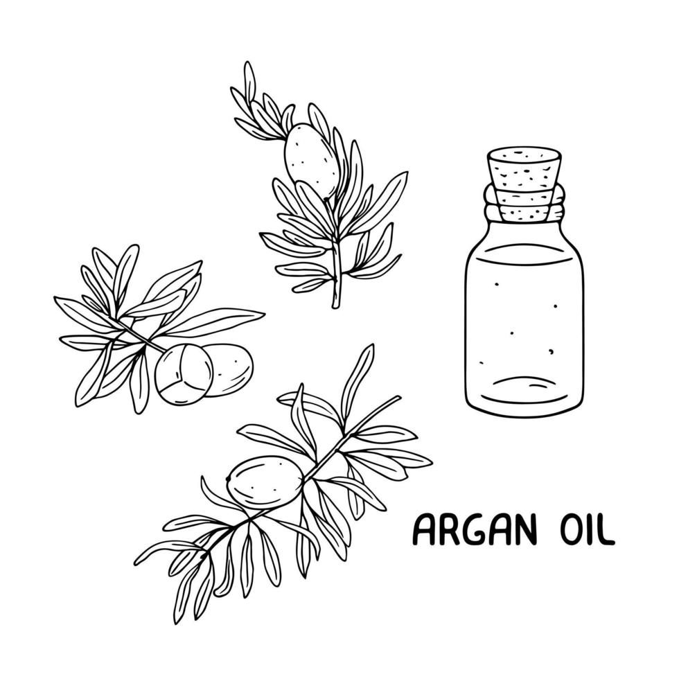 fruta de argán, hojas y boceto de aceite. dibujado a mano ilustración de ingrediente cosmético natural vector