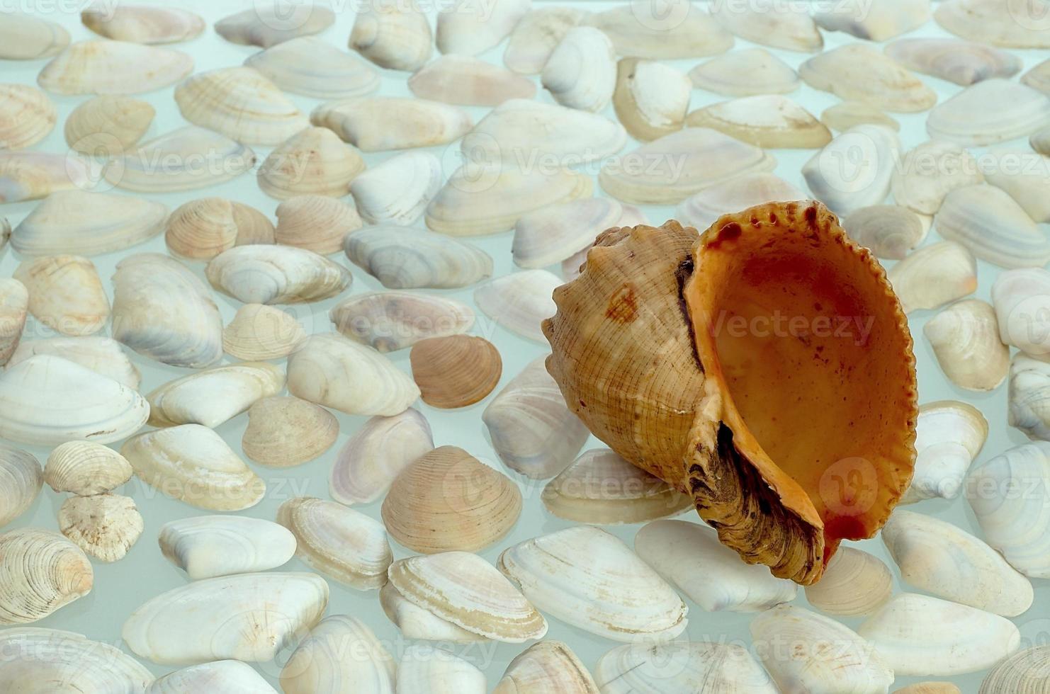 Stones and shell photo
