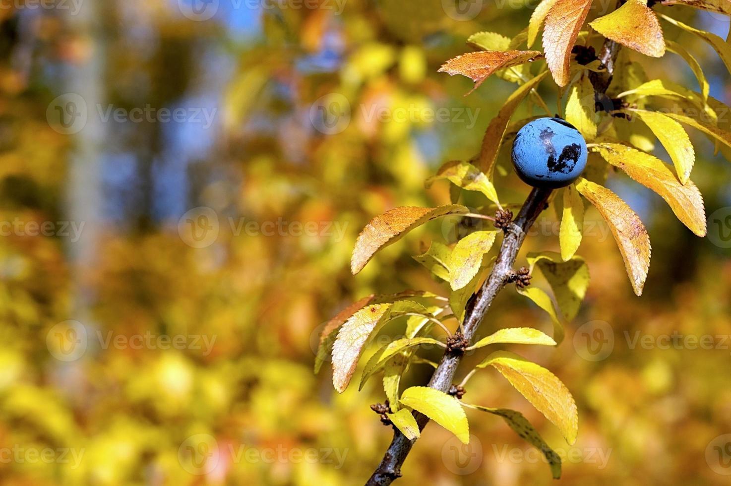 Blackthorn and branch photo