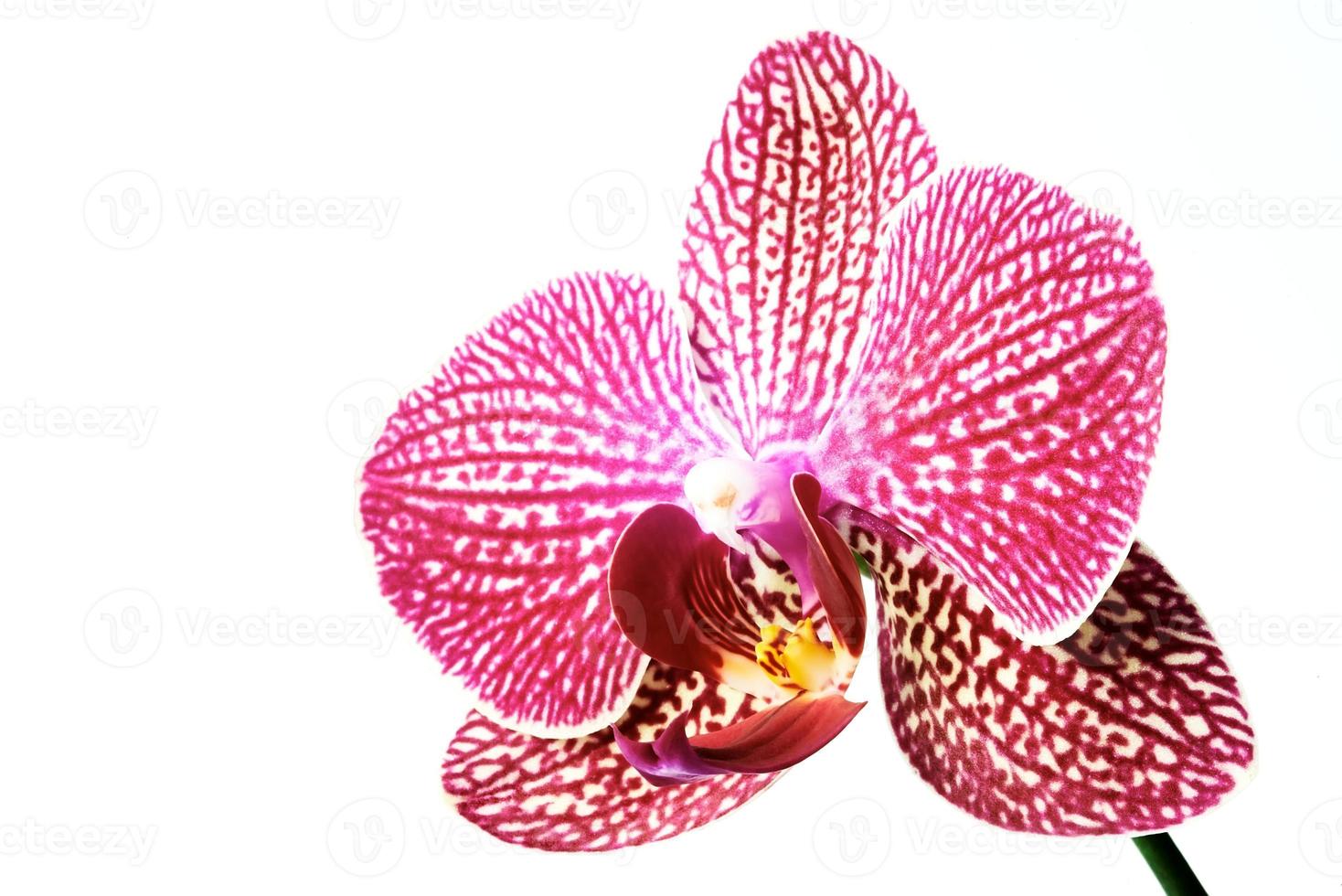 Beautiful orchid flower photo