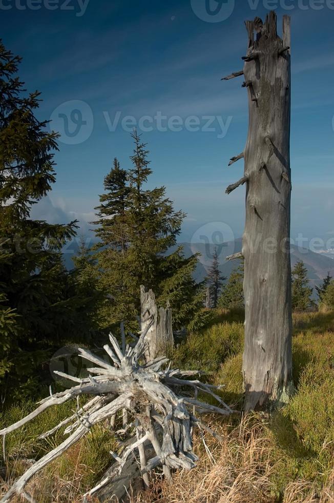 Standing dead trees photo