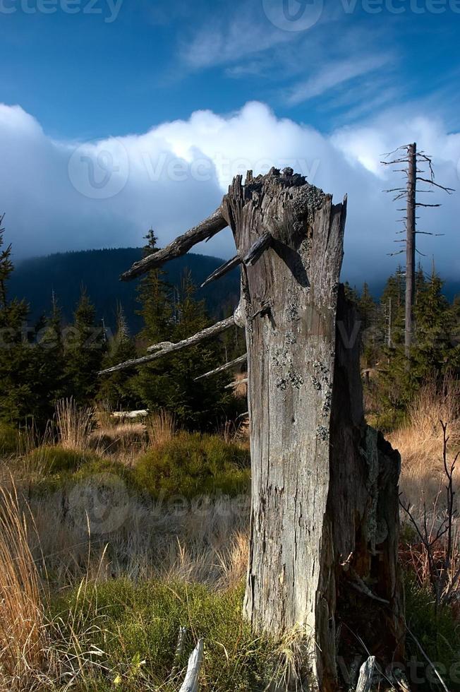 Standing dead trees photo