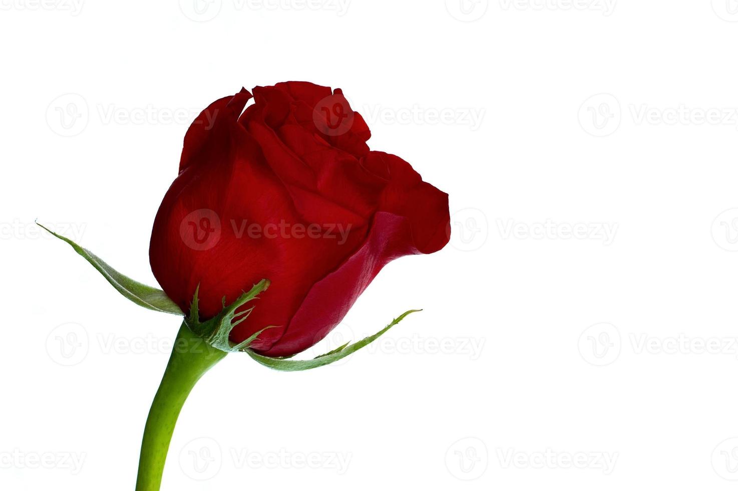 Red roses close up photo