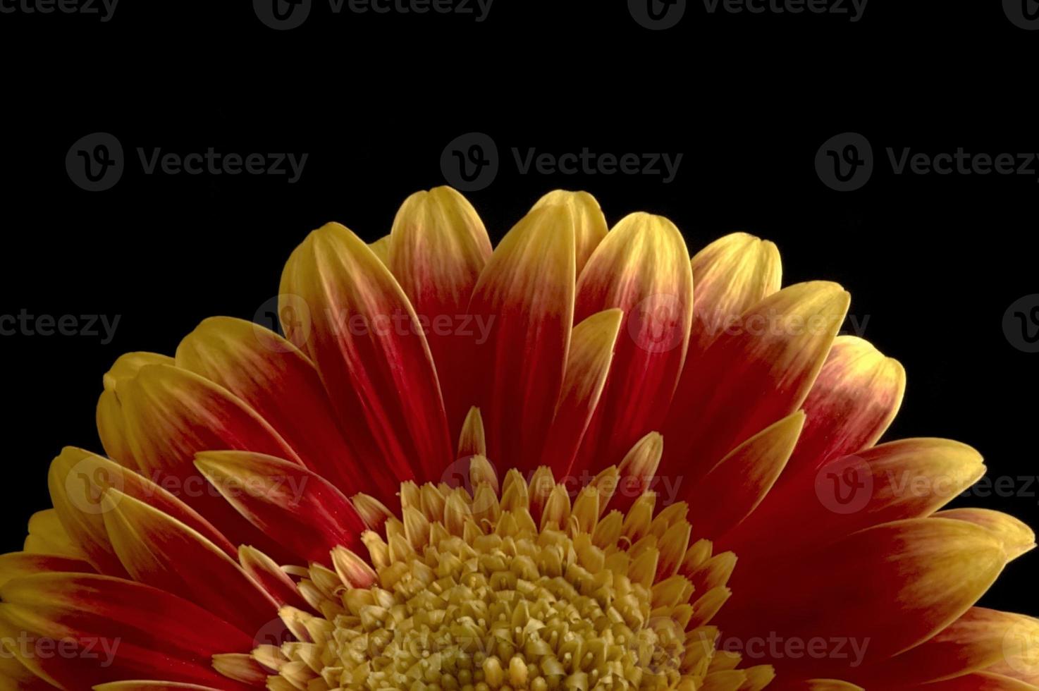 Gerbera  flower photo