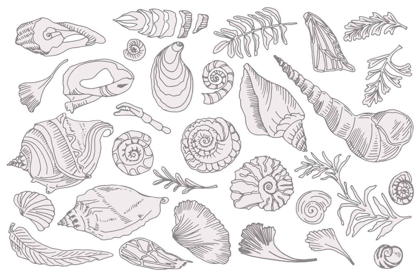 conjunto de conchas marinas de silueta y plantas dibujadas a mano conchas marinas o conchas moluscos vieiras mar submarino animal fósil náutico y acuario, tema marino. ilustración vectorial vector